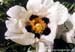 Rockii Peony: WU XING YU